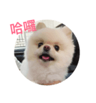 Creamy Pomeranian（個別スタンプ：3）