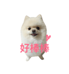 Creamy Pomeranian（個別スタンプ：4）