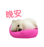 Creamy Pomeranian（個別スタンプ：5）