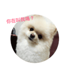 Creamy Pomeranian（個別スタンプ：6）