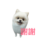 Creamy Pomeranian（個別スタンプ：7）