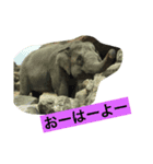 動物の国（おしゃべり）（個別スタンプ：8）