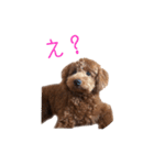 愛犬ルイくん（個別スタンプ：4）