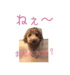 愛犬ルイくん（個別スタンプ：5）