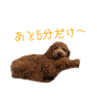 愛犬ルイくん（個別スタンプ：7）