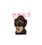 愛犬ルイくん（個別スタンプ：9）