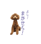 愛犬ルイくん（個別スタンプ：10）