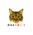 nuts cats fufufu（個別スタンプ：1）