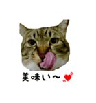 nuts cats fufufu（個別スタンプ：3）