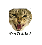 nuts cats fufufu（個別スタンプ：7）