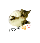 nuts cats fufufu（個別スタンプ：8）