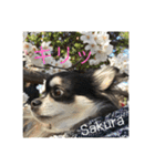 Princess Sakura of Long Coat Chihuahua（個別スタンプ：1）