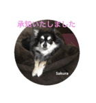 Princess Sakura of Long Coat Chihuahua（個別スタンプ：13）