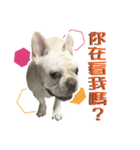 Dog Porsche（個別スタンプ：1）