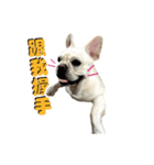 Dog Porsche（個別スタンプ：3）