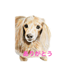 Dogs＆Cats ごあいさつ(日本語＆関西弁)（個別スタンプ：2）