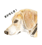 Dogs＆Cats ごあいさつ(日本語＆関西弁)（個別スタンプ：8）