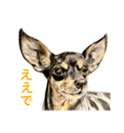 Dogs＆Cats ごあいさつ(日本語＆関西弁)（個別スタンプ：9）