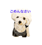 Dogs＆Cats ごあいさつ(日本語＆関西弁)（個別スタンプ：11）