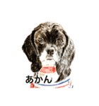 Dogs＆Cats ごあいさつ(日本語＆関西弁)（個別スタンプ：13）