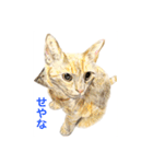 Dogs＆Cats ごあいさつ(日本語＆関西弁)（個別スタンプ：15）