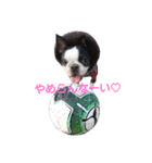 Funnylife of Bostonterrier Loa（個別スタンプ：2）