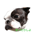 Funnylife of Bostonterrier Loa（個別スタンプ：3）