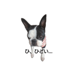 Funnylife of Bostonterrier Loa（個別スタンプ：5）