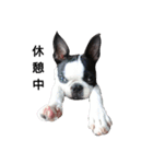 Funnylife of Bostonterrier Loa（個別スタンプ：6）