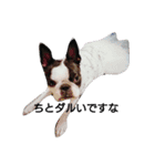 Funnylife of Bostonterrier Loa（個別スタンプ：9）