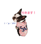 Funnylife of Bostonterrier Loa（個別スタンプ：10）