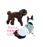 Funnylife of Bostonterrier Loa（個別スタンプ：11）