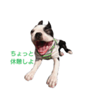 Funnylife of Bostonterrier Loa（個別スタンプ：13）