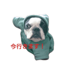 Funnylife of Bostonterrier Loa（個別スタンプ：15）