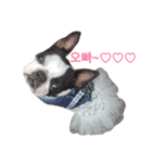 Funnylife of Bostonterrier Loa（個別スタンプ：16）