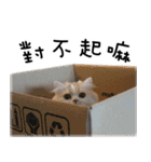 12catsfamily（個別スタンプ：5）