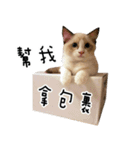 12catsfamily（個別スタンプ：17）