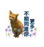 Reiki cat-Shameless again（個別スタンプ：1）