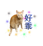 Reiki cat-Shameless again（個別スタンプ：2）