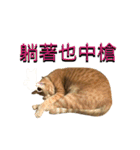 Reiki cat-Shameless again（個別スタンプ：4）