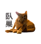 Reiki cat-Shameless again（個別スタンプ：6）