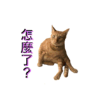 Reiki cat-Shameless again（個別スタンプ：7）