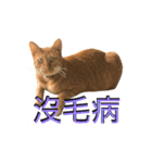 Reiki cat-Shameless again（個別スタンプ：8）