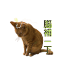 Reiki cat-Shameless again（個別スタンプ：10）