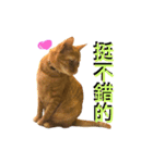 Reiki cat-Shameless again（個別スタンプ：11）