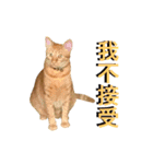 Reiki cat-Shameless again（個別スタンプ：14）