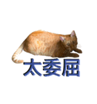 Reiki cat-Shameless again（個別スタンプ：16）