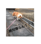 我が家の愛犬 ウェンディ（個別スタンプ：5）