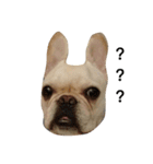 Mochi-French Bulldog（個別スタンプ：1）