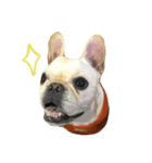 Mochi-French Bulldog（個別スタンプ：4）